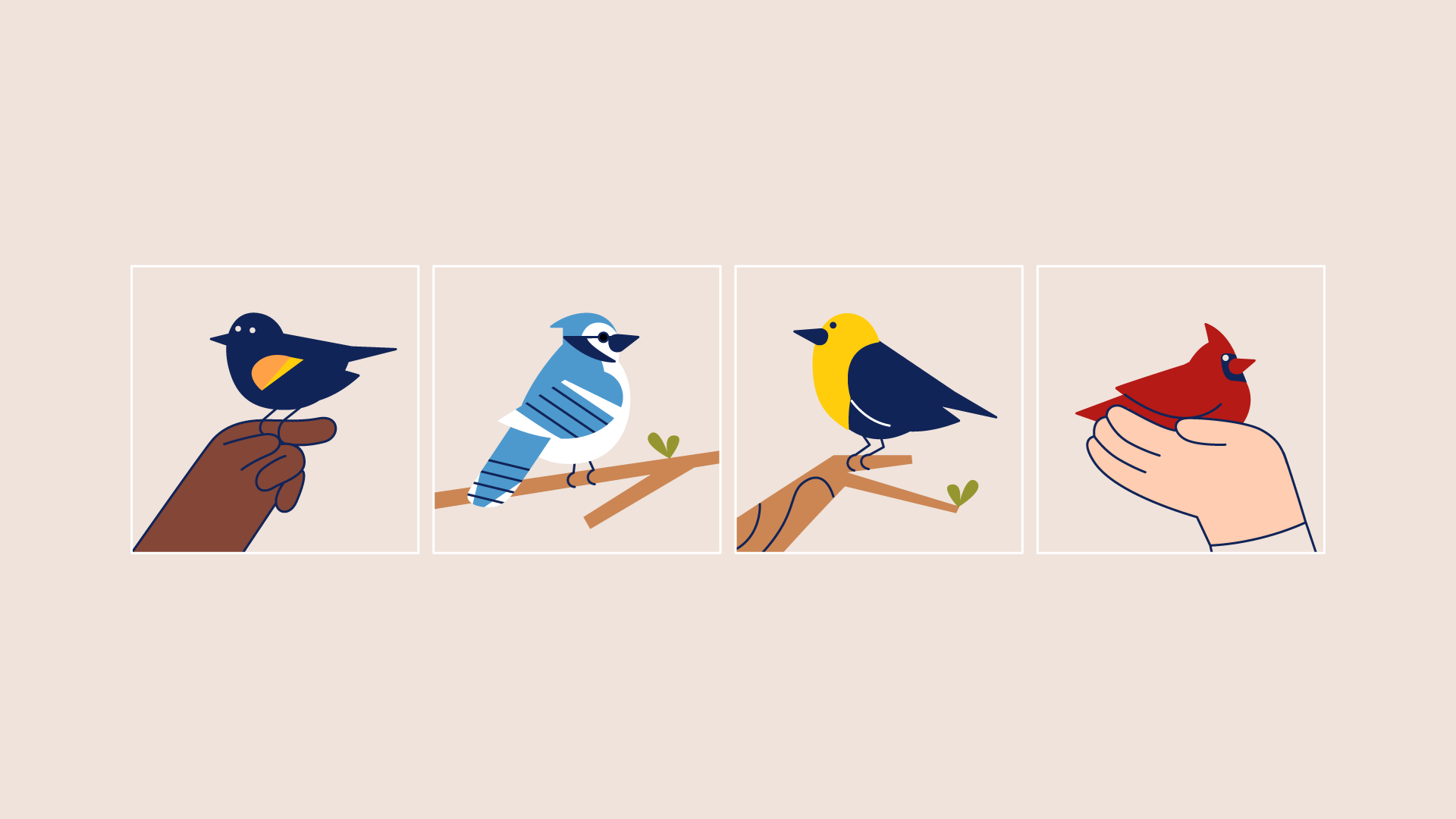 Illustration of 4 different birds